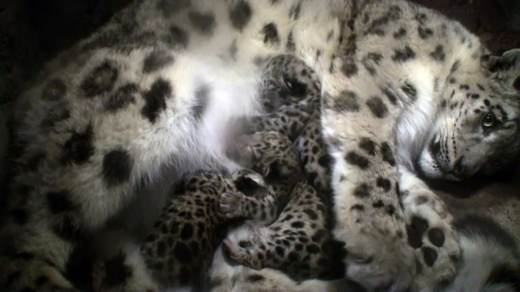 snoleo2010 Foto: Nordens Ark