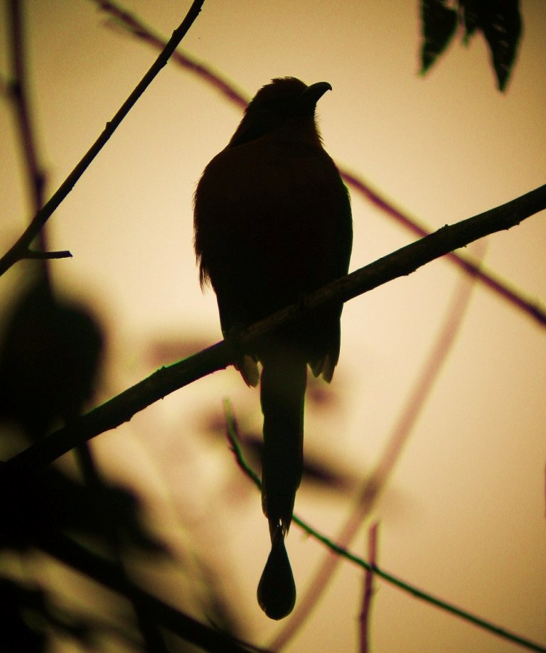 I gryningen (Rufus mot mot)