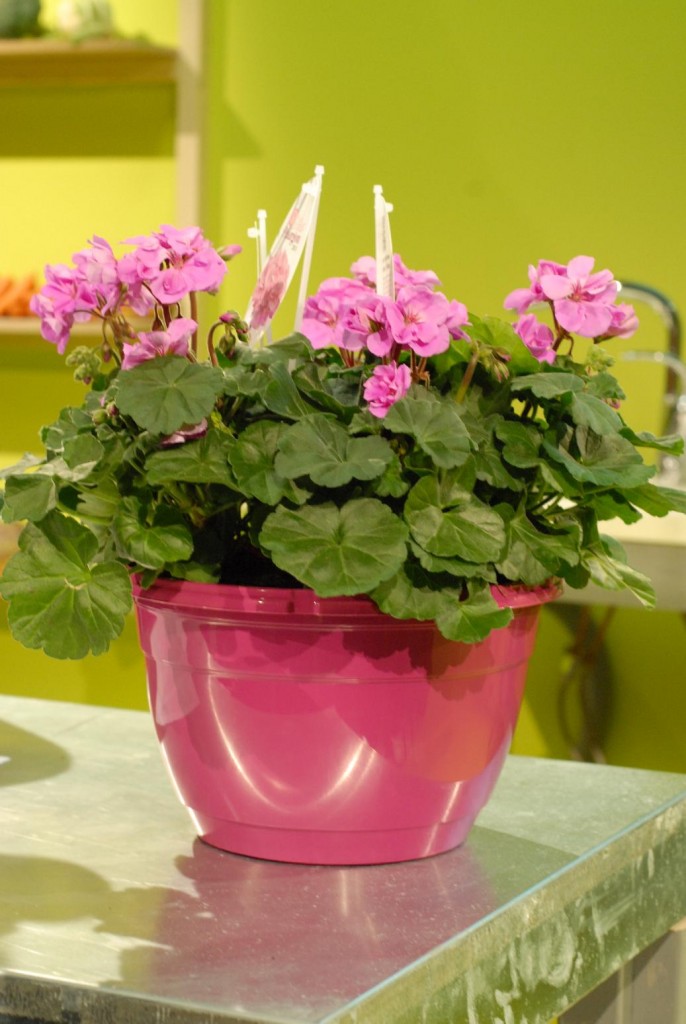 Årets Pelargon - Violino. Foto: Åke Rudoff / Sweden Photo Passion.